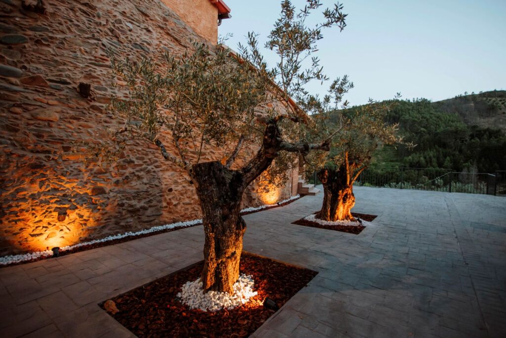Olivos del exterior de las casas rurales
